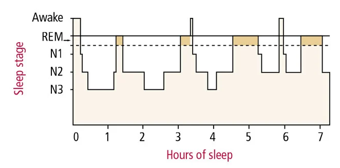 Spánkový cyklus a fázy spánku
